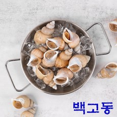 먹방사피엔스 국내산 백고동 백골뱅이 생물 급냉 자숙 (50미내외 / 소), 1개, 1kg