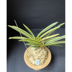 풍란마켓 준하복륜1 완성분, 1개