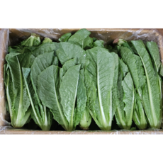 [하루채소] 통로메인 1.9~2kg 샌드위치 쌈 샐러드, 통로멘, 2kg, 1개