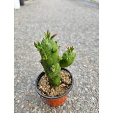 팅커벨 장군, 1개