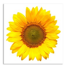 세잔느화실 인테리어 액자 황금 해바라기 골드 그림액자 두꺼비집 가리개 12.풍수 해바라기일러스트5, 캔버스액자, 24x24cm