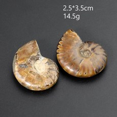 조개화석 암모나이트 화석 진짜 암모나이트 조가비 달팽이 껍질 화석 장식품 생물학 교육, 1개
