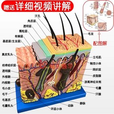두피모형 피부 조직 두피 해부 모형 확대 두피 두발 50배 모낭, E. 50배 확대 결함