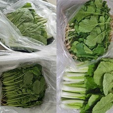 열무 사계절열무 저탄소열무 안산열무 얼갈이 4kg 2kg+2kg 산지직송 농장직송, 1박스, 얼갈이배추2kg
