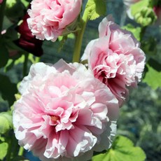 [Qgarden] 겹접시꽃 숙근 Rose 유럽 직수입 알세아 접시꽃 구근 특선, 1개