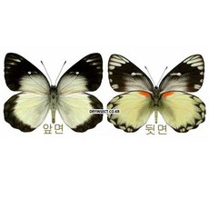 (Delias belisama belisama) 벨리사마나비 [N-22-10] 곤충표본, 1개, 30~40mm 내외