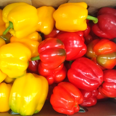 아삭한 파프리카 자르면특품 가정용 혼합, 1개, 1kg