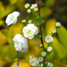 조팝나무-장미조팝 (Spiraea prunifolia) 5치 포트, 장미조팝 7치 포트, 1개