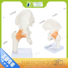 지피아 인체 모형 무릎 해부학 모델 교육 교육용 무릎관절 어깨 정형외과, C. 고관절