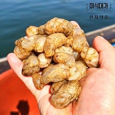 국내산 제철 생물 오만둥이, 1개, 5kg