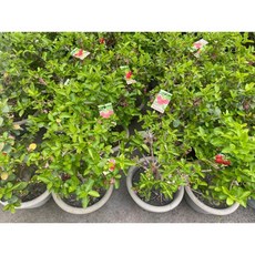 霏霏園藝 西印度櫻桃盆栽 觀果觀花 居家綠化盆景, 1個