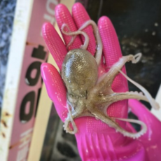 [타임특가]제철 쫄깃탱글 싱싱한 생물 알쭈꾸미, 1개, 2kg