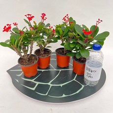 꽃기린 목대 좋은 소품 x 4개발송 선인장 꽃 반려식물 스마일화훼유통, 1세트, .