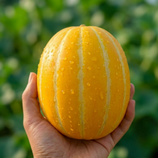 [2주한정특가]꿀달달 산지직송 성주참외 가정용 참외, 1박스, 2kg 중소과(5-10과)