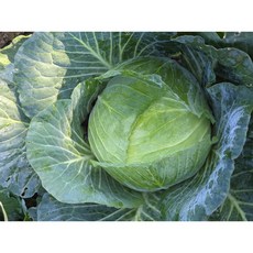 싱싱한 제주 양배추 국내산 산지직송 수축포장 슬라이스 1kg 2kg 3kg, 1개