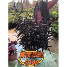 霏霏園藝 紫葉馬藍 5吋盆, 1個