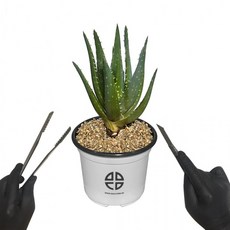 도모아 사막에 사는 식물 관찰 실험용 알로에 선인장 자르기 실험 키트, 1개