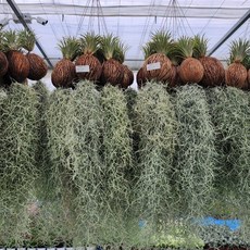 1+1 그린식물팜 코코넛 이오난사 수염틸란드시아, 1개