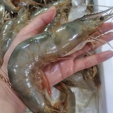 국내산 자연산 제철 암대하 특대하 사이즈, 1박스, 1kg 내외(15미)