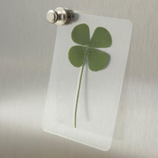 생화 네잎클로버 코팅 카드 행운의 부적 1+1 2개
