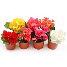갑조네 꽃베고니아 장미베고니아 4개 세트, 랜덤, 1세트