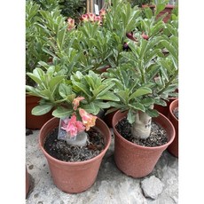 霏霏園藝 太子妃沙漠玫瑰 7吋盆栽, 1個