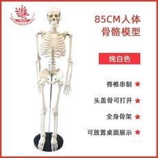 인체 골격 모형 인체드로잉 인체생리학 85cm, B. 85cm 녹색 흉골 골격 모형, 1개