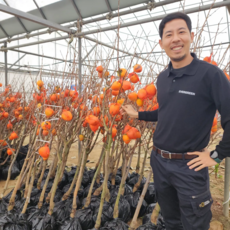 대봉감 나무 묘목 3년생 결실주 R2 감나무 에버그린농원, 1개, 대봉감나무 3년생