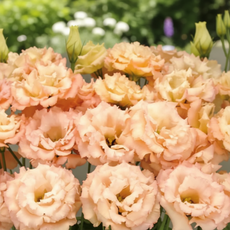 비그린몰 베란다 정원 꽃씨 -화사한 리시안셔스 씨앗 외 시리즈, 리시안셔스 레이나 샴페인 10립