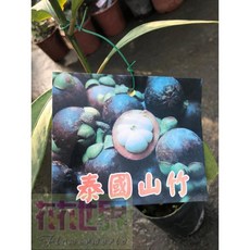 花花世界 泰國山竹苗-真山竹-山竹6吋30-40cm, 1個