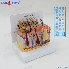 개 골격 모형 송곳니 두개골 치아 해부학 교구 뼈모형 고양이, B. 개 가죽 모형