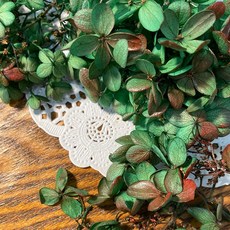 VITO zakka 木繡球永生花DIY乾燥花植物浮游花材花藝材料包拍攝道具DIY創作花材20g, 聖誕節(綠噴上紅)(現貨)