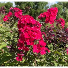 플록스 블랙레드 노지월동 다년초 여름장기개화 소품 모종 케이야생화, 2개