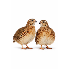 (부화용) 일반메추리알 유정란 5알