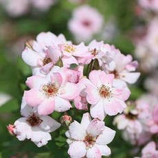 【花量超大‼】賣花姑娘 賣花女 花姑娘 7-8吋盆 可做花牆花拱門 蔓性藤本 少刺玫瑰, 淺粉色