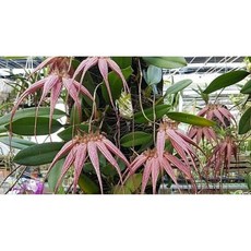 [루반정원] Bulb. Elizabeth Ann Buckleberry FCC/AOS, 1개