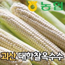 [농협직출고] 국내산 괴산 대학찰옥수수 특품, 1박스, 10개