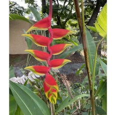金鳥赫蕉-觀賞植物-庭園造景-五寸盆