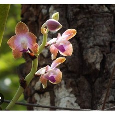 濕唇蝴蝶蘭/濃香原種/稀有蝴蝶蘭/喜歡乾濕分明/板植也很適合/水苔易爛根2.5吋