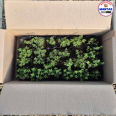 백리향 25개세트 백리향모종 노지월동 백리향 다년초, 1개