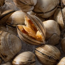 서해안 동죽조개 물총조개 1kg, 1박스, 1kg 30미내외