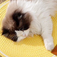 멍모어 고양이 장난감 스크래쳐 매트, 1개, 옐로우