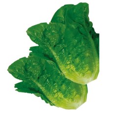【野菜部屋】明泉甜萵苣種子 23公克 約20000粒, 1包