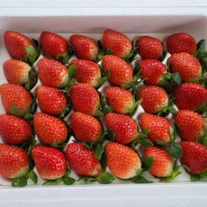 국내산 설향 딸기 로얄 중과 350g 20구