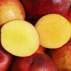 복숭아나무 묘목 천도 망고복숭아나무 2년생 특묘, [ 망고복숭아나무 2년생 ], 1개