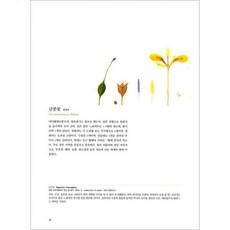 세밀화로 보는 광릉숲의 풀과 나무