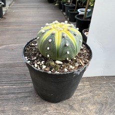 투구선인장 대략 5cm 아프리카식물 플랜테리어 올플랜츠, 1개, .