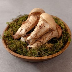 국내산 참송이버섯 꼬마 가정용, 1개, 1kg