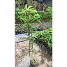 霏霏園藝 香章實生苗 3吋盆