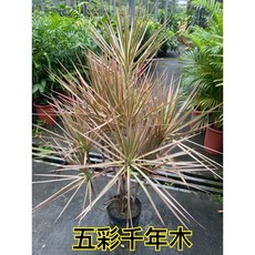 霏霏園藝五彩千年木一棵 色彩鮮明 淨化空氣 美化居家環境, 1個